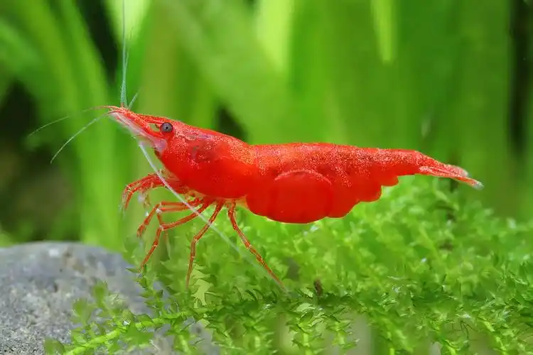 极火虾