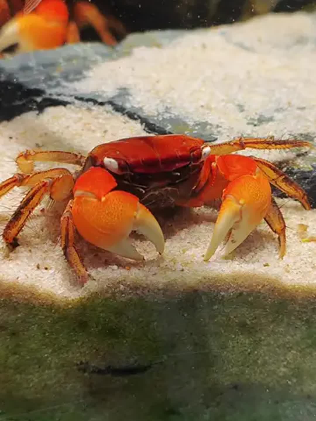相手蟹