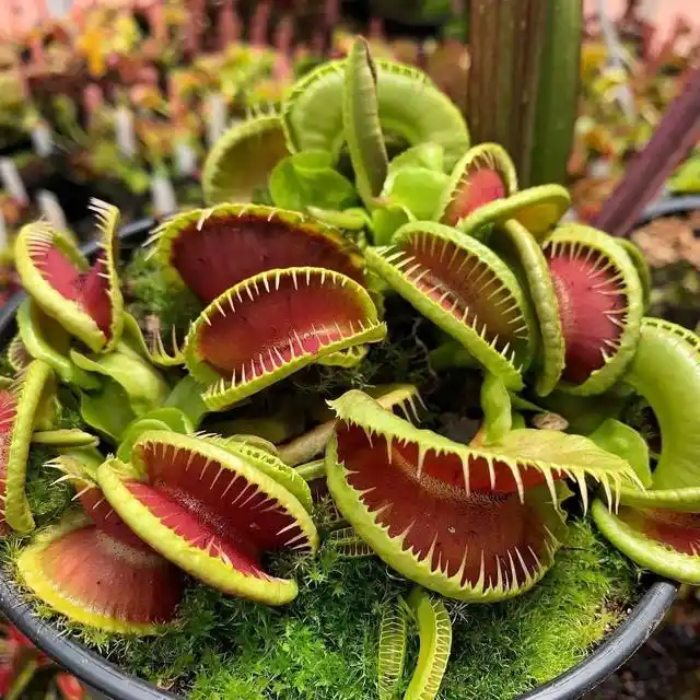 捕蝇草