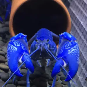 天空蓝魔虾