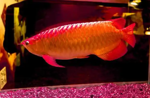 龙鱼