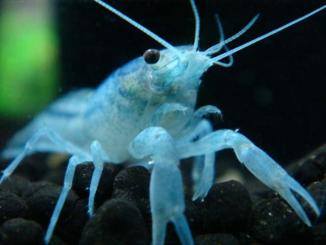 蓝鳌虾