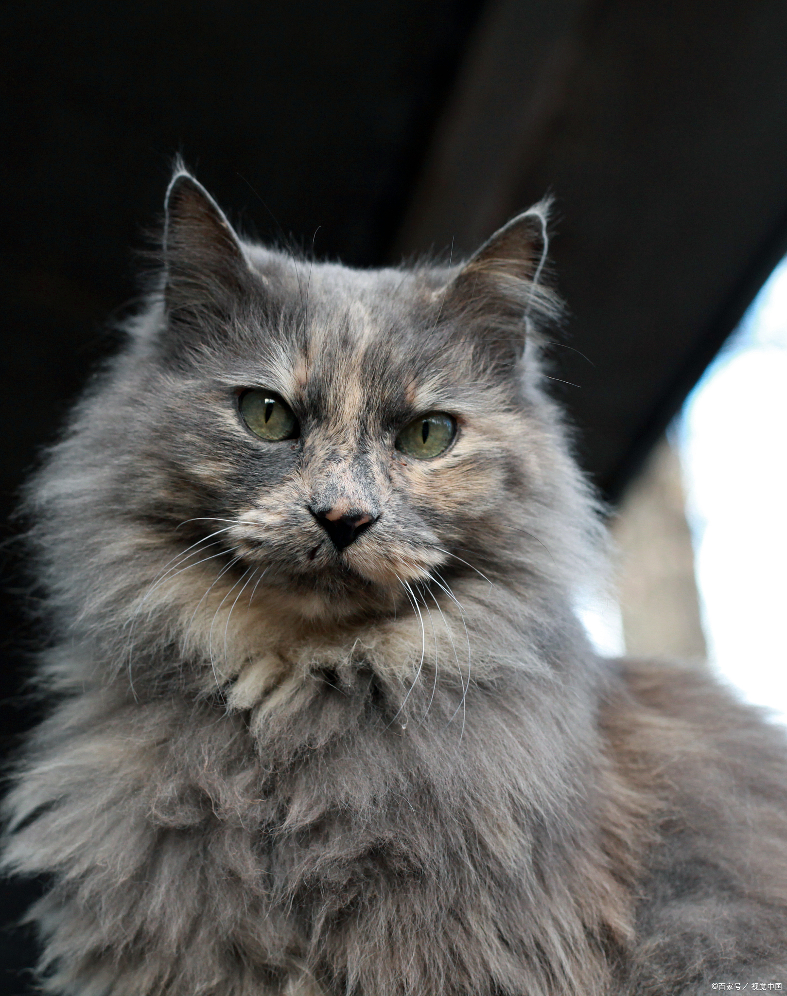 深林猫