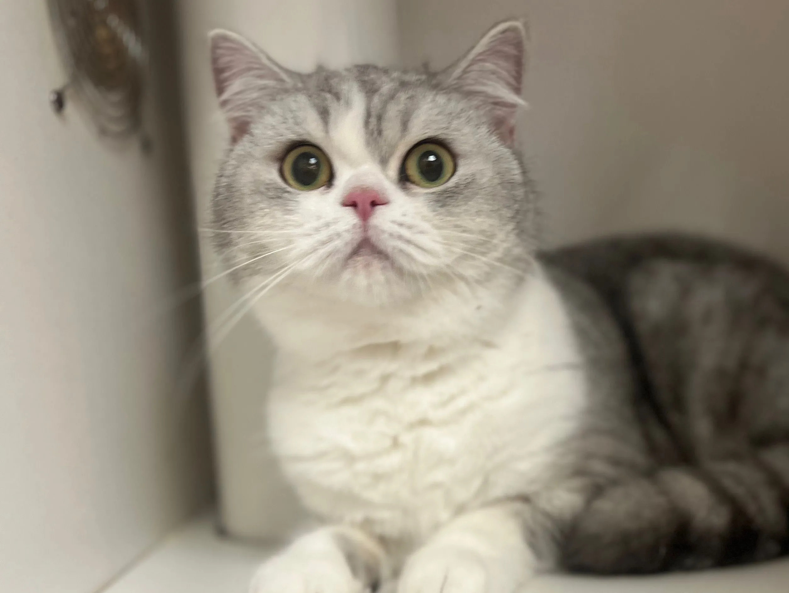 短毛猫