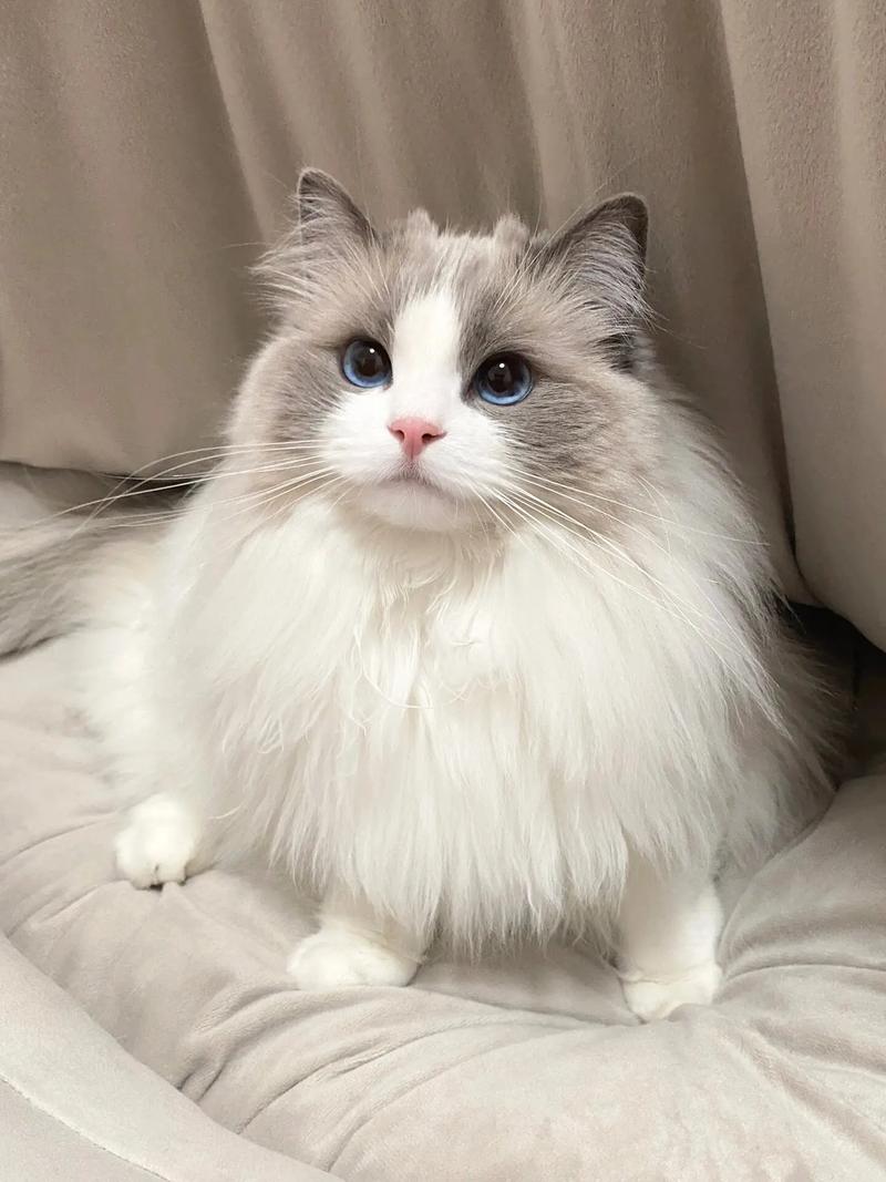 布偶猫