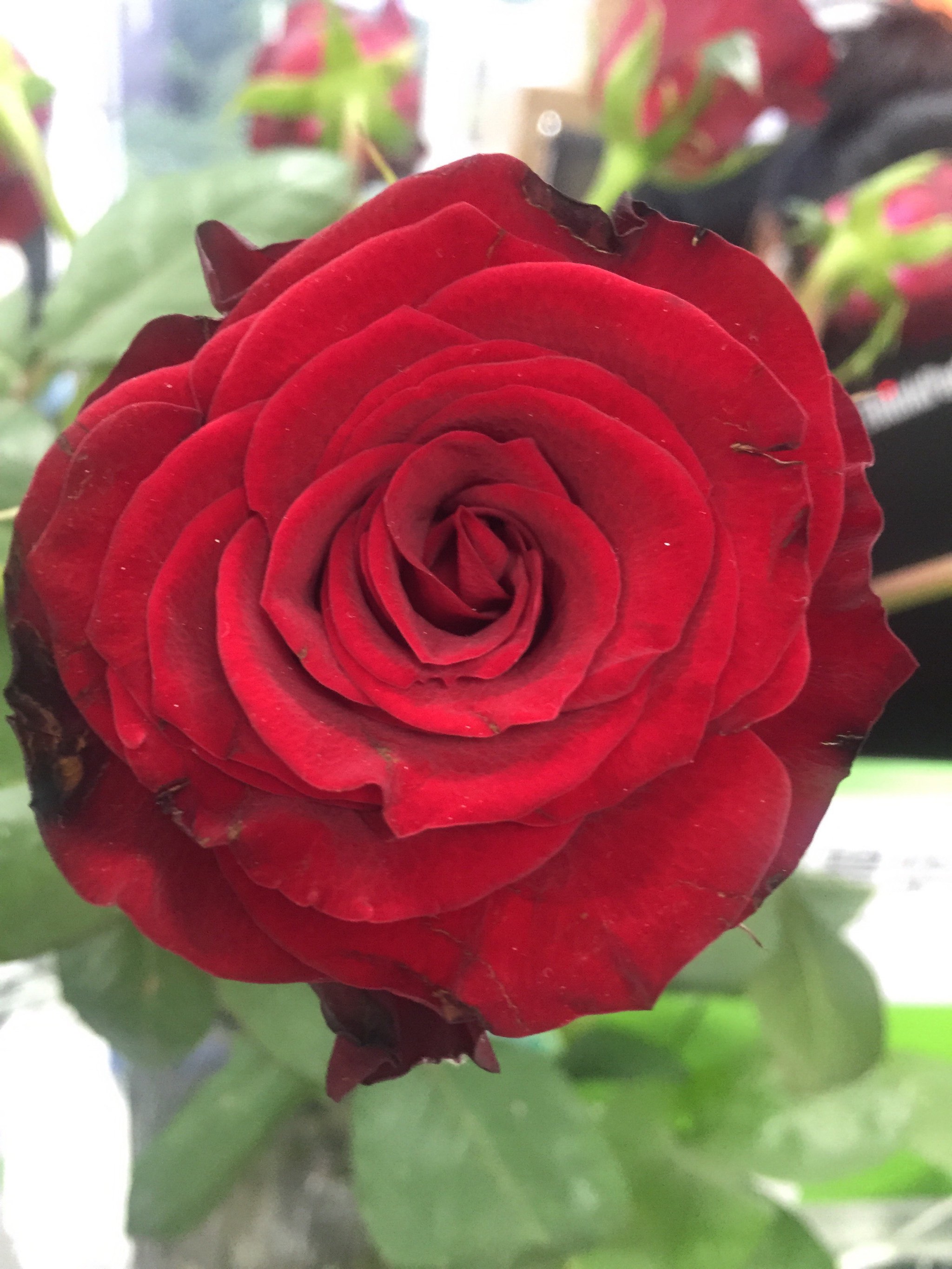 玫瑰花